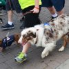 dog walk 2013-5118